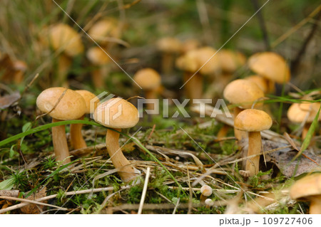 There are many young goat mushrooms growing in the forest There are many young goat mushrooms growing in the forest 109727406