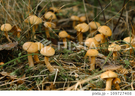 There are many young goat mushrooms growing in the forest There are many young goat mushrooms growing in the forest 109727408