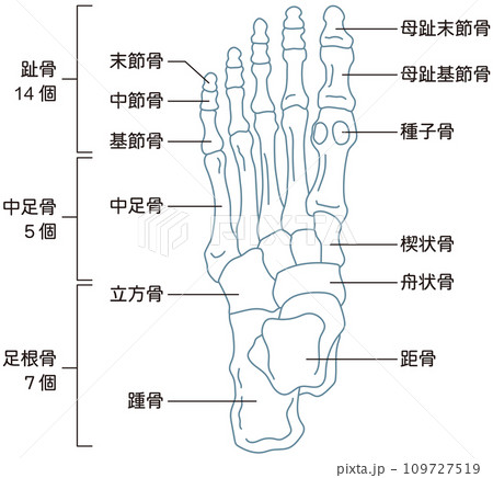 足の骨 骨格図 足の骨 骨格図 109727519