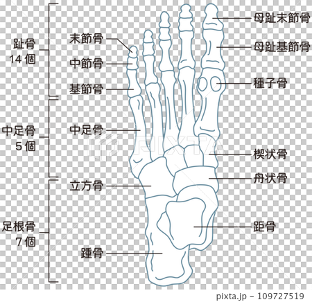 足の骨 骨格図 足の骨 骨格図 109727519