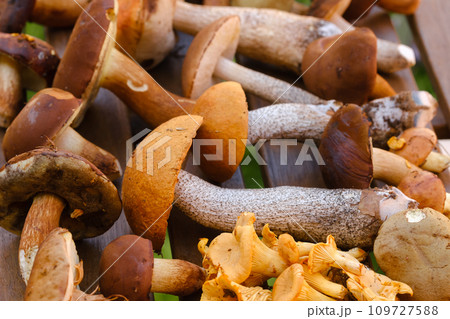 There are a lot of wild mushrooms on the table , aspen and blackberries . Mushrooms in the forest. Mushroom picking 109727588