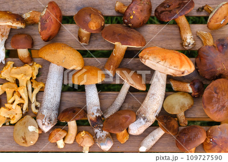 There are a lot of wild mushrooms on the table , aspen and blackberries . Mushrooms in the forest. Mushroom picking 109727590