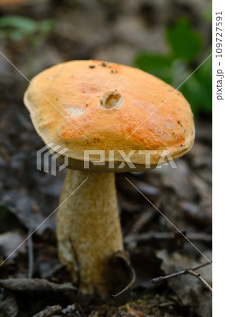 An edible aspen mushroom growing in the forest. Mushrooms in the forest. Mushroom picking 109727591