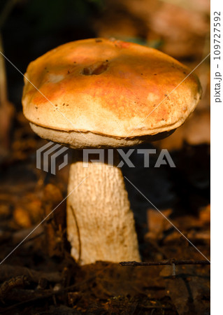An edible aspen mushroom growing in the forest. Mushrooms in the forest. Mushroom picking 109727592