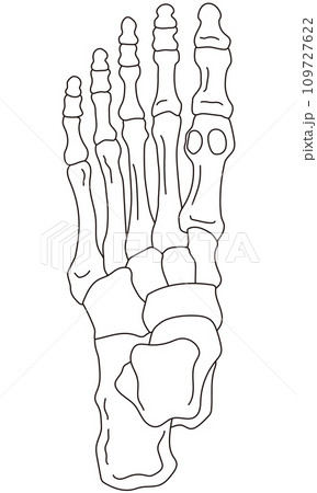 足の骨 骨格図 足の骨 骨格図 109727622