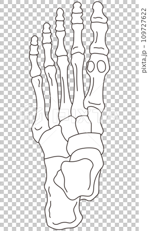 足の骨 骨格図 足の骨 骨格図 109727622
