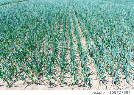 圃場で栽培されている玉ねぎ 圃場で栽培されている玉ねぎ 109727694