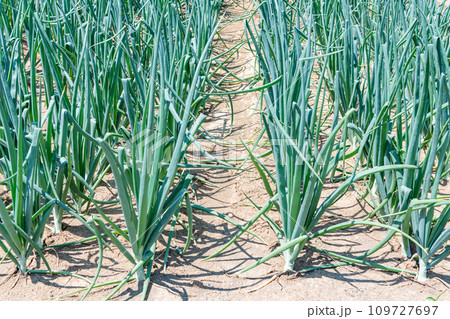 圃場で栽培されている玉ねぎ 109727697