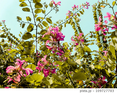 豆科 マメ科 植物 109727783