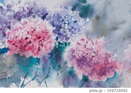 アジサイ　水彩画　 109728092