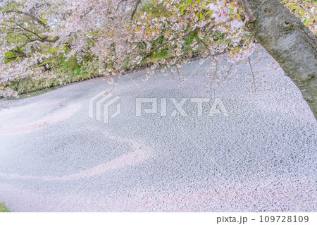 東北の春絶景 弘前城外堀の花筏 東北の春絶景 弘前城外堀の花筏 109728109