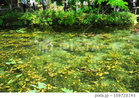 岐阜県関市板取の錦鯉が優雅に泳ぐモネの池 109728143