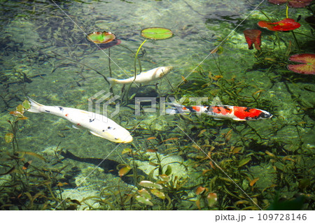 岐阜県関市板取の錦鯉が優雅に泳ぐモネの池 109728146