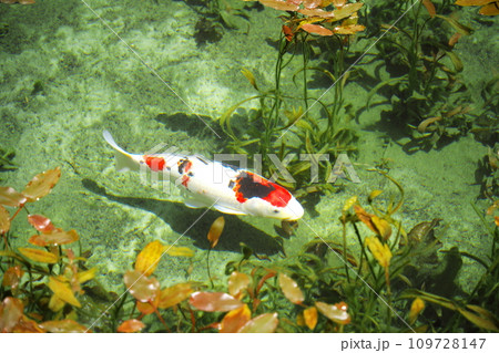 岐阜県関市板取の錦鯉が優雅に泳ぐモネの池 109728147