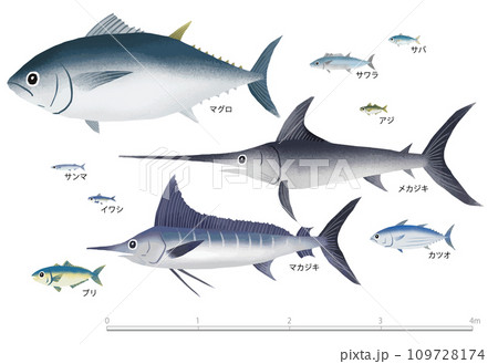 赤身の魚 赤身の魚 109728174