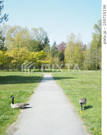 美しい公園で憩うグースたち 美しい公園で憩うグースたち 109728196