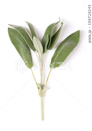 Whole fresh sage twig, from above. Common sage, Salvia officinalis, a grayish green herb with velvety leaves. Used as spice, medicinal plant, and for essential sage oil. Close-up, macro food photo. 109728245