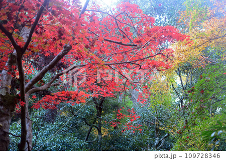 紅葉シーズンの箕面山のもみじ-4 紅葉シーズンの箕面山のもみじ-4 109728346