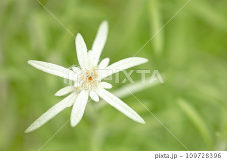 家の周りの草花　四季の色々　白い綿毛に包まれた花びら　高山に咲くウスユキソウ 109728396