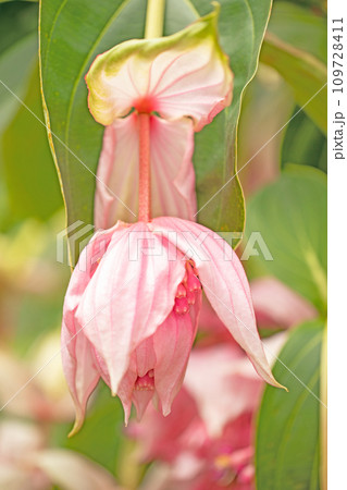 家の周りの草花　四季の色々　美しいピンクの花　可愛い花びら　メディニラ・マグニフィカ 109728411