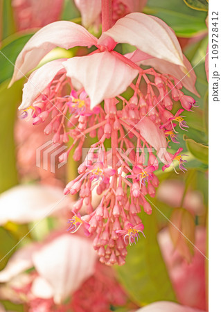 家の周りの草花 四季の色々 美しいピンクの花 可愛い花びら メディニラ・マグニフィカ 家の周りの草花 四季の色々 美しいピンクの花 可愛い花びら メディニラ・マグニフィカ 109728412