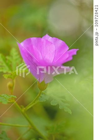 家の周りの草花　四季の色々　神秘的な紫色の花　美しく輝く可憐な花びら　ブルーハイビスカス 109728421