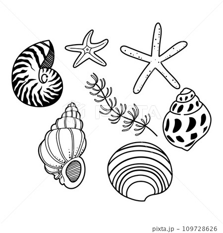 Collection of hand drawn conch and clam clipart 109728626