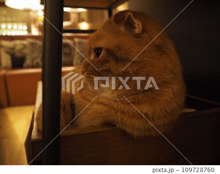 棚で休憩する貫禄のある猫の横顔 棚で休憩する貫禄のある猫の横顔 109728760