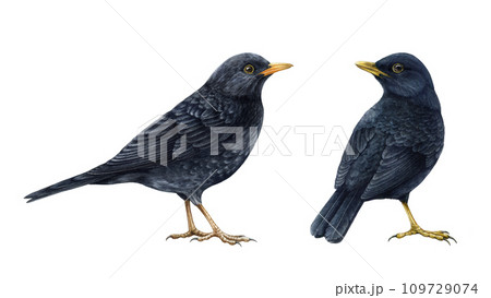 Blackbird watercolor illustration set. Realistic turdus merula bird image. Blackbird wildlife European common avian. Black thrush couple on white background. Hand drawn eurasian songbird 109729074