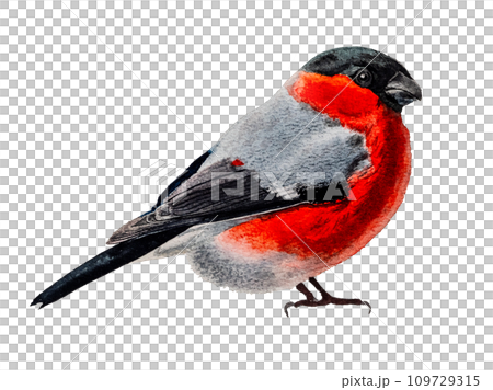Cute bullfinch in watercolor, isolated on white background with clipping path. Winter bird bullfinch with red underparts and breast drawn in detailed realistic watercolor technique on cotton paper. Cute bullfinch in watercolor, isolated on white background with clipping path. Winter bird bullfinch with red underparts and breast drawn in detailed realistic watercolor technique on cotton paper. 109729315