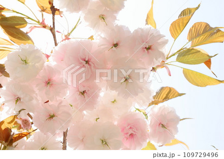 満開の八重桜(普賢象)のクローズアップ 【空背景】 満開の八重桜(普賢象)のクローズアップ 【空背景】 109729496