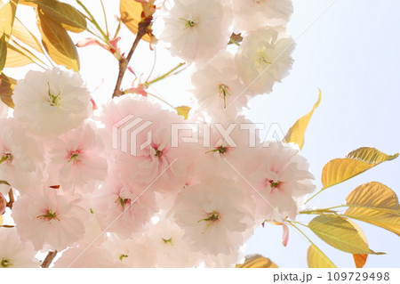 満開の八重桜（普賢象）のクローズアップ 【空背景】 109729498