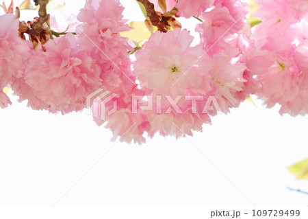 満開の八重桜(関山)のクローズアップ 【白背景】 満開の八重桜(関山)のクローズアップ 【白背景】 109729499