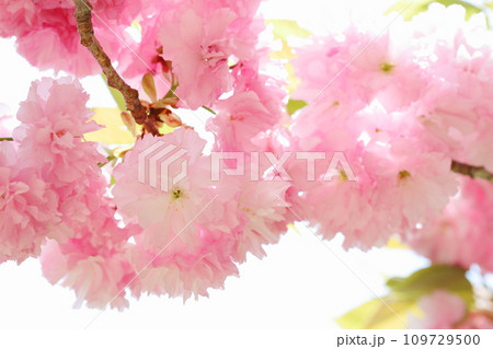 満開の八重桜(関山)のクローズアップ 【白背景】 満開の八重桜(関山)のクローズアップ 【白背景】 109729500