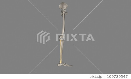 The fibula is a long bone in the lower extremity that is positioned on the lateral side of the tibia 109729547