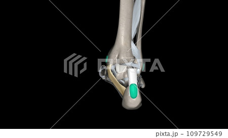 The flexor retinaculum of the foot extends from the medial malleolus above, to the calcaneus below The flexor retinaculum of the foot extends from the medial malleolus above, to the calcaneus below 109729549