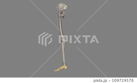 The human foot is a strong and complex mechanical structure containing 26 bones, 33 joints The human foot is a strong and complex mechanical structure containing 26 bones, 33 joints 109729578