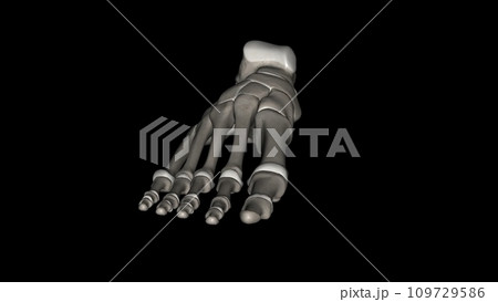 The human foot consists of 26 bones 109729586