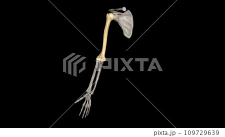 The humerus is a long bone in the arm that runs from the shoulder to the elbow 109729639