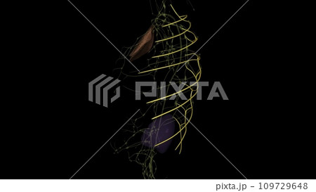 The intercostal lymph nodes (intercostal glands) occupy the posterior parts of the intercostal spaces, The intercostal lymph nodes (intercostal glands) occupy the posterior parts of the intercostal spaces, 109729648