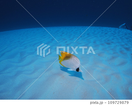 海で泳ぐトゲチョウチョウウオ 沖縄の海 海で泳ぐトゲチョウチョウウオ 沖縄の海 109729879