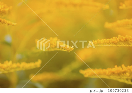 Yellow flowers of goldenrod or Solidago canadensis, Canada goldenrod or Canadian goldenrod plant. 109730238