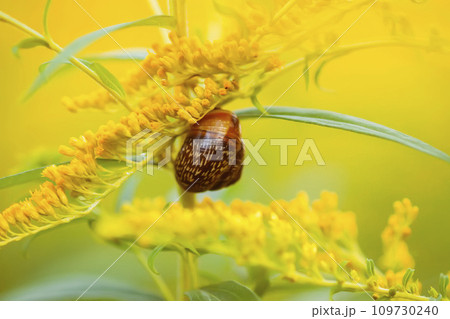 Yellow flowers of goldenrod or Solidago canadensis, Canada goldenrod or Canadian goldenrod plant. 109730240
