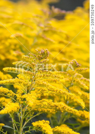 Yellow flowers of goldenrod or Solidago canadensis, Canada goldenrod or Canadian goldenrod plant. Yellow flowers of goldenrod or Solidago canadensis, Canada goldenrod or Canadian goldenrod plant. 109730249