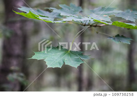 Green leaves of forest tree Green leaves of forest tree 109730258