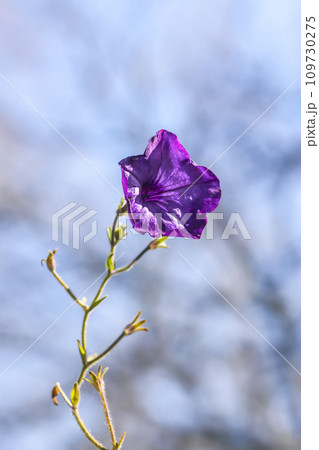Single bright flower on blurred nature background. 109730275