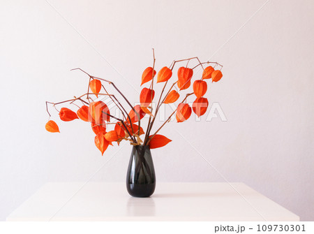 Physalis Alkekengi plant. Chinese lantern or ground berry. Authentic home decor in minimalist style. 109730301