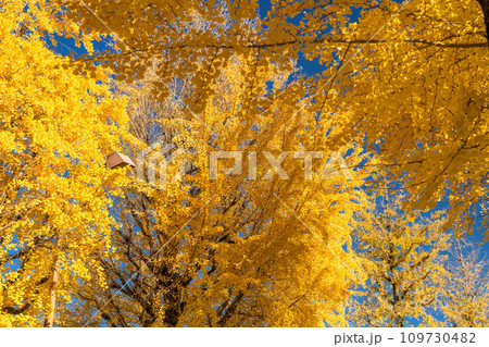 《東京都》八王子甲州街道沿い・黄金色のイチョウ並木 《東京都》八王子甲州街道沿い・黄金色のイチョウ並木 109730482