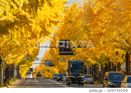《東京都》八王子甲州街道沿い・黄金色のイチョウ並木 109730509