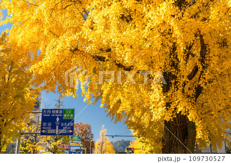 《東京都》八王子甲州街道沿い・黄金色のイチョウ並木 《東京都》八王子甲州街道沿い・黄金色のイチョウ並木 109730527